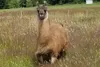 Cormac the llama lives on a farm in Washington, where he contributes to scientific discovery. (Photo courtesy of Triple J Farms) Uniformed Services University