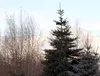 Spruce trees, right, flank a subdivision entrance off Palmer-Fishhook Road. The Mat-Su Borough announced recently that it had opened up 95 acres of public land to Christmas tree cutting throu