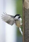 Above: A black-capped chickadee comes in for a landing on a bird
feeder at a home off Wasilla-Fishhook Road. Last year, 966
black-capped chickadees were counted. ROBERT
DeBERRY/Frontiersman R