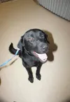 Remy is a Labrador retriever that has been at the shelter since
Sept. 9. He has completed the Shelter Pet Obedience Training
program and will cost $119.50 to adopt. CASEY BRANCH/Frontiersman