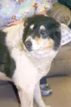Someone's best friend