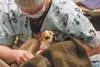 Sara Ringgenberg holds an ill-tempered lapdog about to be operated on as part of International Spay Day at the Mat-Su Borough Animal Care and Regulation Shelter. Volunteers fixed dozens of an