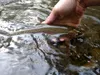 Trout caught in Chester Creek ZACK FIELDS