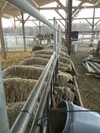 Sheep feed at a trough at Jenny Wren's farm in the Butte. Wren and other Valley farmers argue a proposal before the Alaska Board of Game that would require them to get a permit and adopt othe