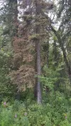 Man residents throughout the Mat-Su Borough have seen trees with needle discoloration as a result of spruce beetle infestation. Photo by J. E. Moan, Alaska Division of Forestry & Fire Protect