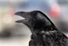 A crow on display during the Celebrations of Cranes lets out a
caw Saturday afternoon in Palmer. (ROBERT DeBERRY/Frontiersman)