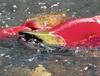 Employing the use of shallow nets in the commercial fishery could allow more king salmon through while still maintaining adequate harvest of red salmon. Frontiersman file photo