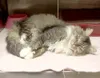 Pet Tails