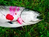 Bait and hook regulations are changing in parts of the Susitna River drainage. Check the regulations on expanding opportunities. Andy Couch/For the Frontiersman