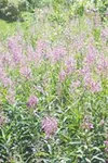 Wildflower wonder: Alaska's state flower isn't fireweed -- although it is Alaska's most recognizable plant.