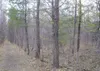 Each plot contains 16 trees spaced 3 meters apart in straight
lines. Photo courtesy David Johnson