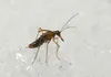 A male of the snow flea walking on the snow.  Courtesy photo