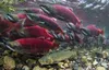 A char moves into Sam Creek along with hundreds of sockeye salmon. The char is skinny now, but will get fat gorging on salmon eggs. Photo by Jonny Armstrong.  Jonny Armstrong