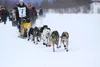 Conway Seavey wearing Bib 4 leaves the starting chute in the 2014 Jr. Iditarod Sled Dog Race at Happy Trails Kennel in Big Lake Feb. 22. HEATHER A. RESZ/Frontiersman.com