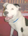 Friendly canine needs home
