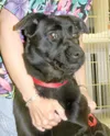 Lab mix needs a home