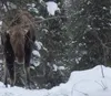 A moose in the Fairbanks area. Courtesy of Ned Rozell