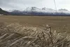 Dry grass and snowless fields like this one alongside Bodenburg Loop are a common sight in the Mat-Su this winter. State and local officials say the low snowpack is forcing them to prepare ea