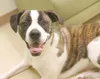 Big pup with a big heart