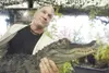 ROBERT DeBERRY/Frontiersman Brad Tylman, owner of Brad’s World
Reptiles, holds an American alligator for fair-goers at the Alaska
State Fair rainforest exhibit.