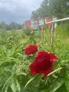 Blooming peonies color a field at Moonstone Farm near Palmer, in front of the farm’s bed and breakfast rental, converted from an old railroad car. The bright flowers will be available in seve