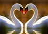 Swans Courtesy photo