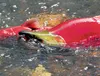 Sockeye salmon make their way up fish creek to spawn in this Frontiersman file photo. The Mat-Su Borough Assembly is discussing how to spend $2.5 million in state money to address salmon fish
