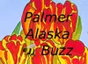 Palmer Buzz