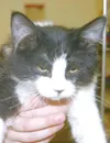 Pick a kitty for your kiddo