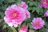 The peony industry in Alaska saw its first big boon about five years ago as numerous growers obtained rootstock and began planting. Today, more than 50 farms are registered with the Alaska Pe