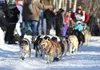 Big Lake's Kristin Bacon hits the trail to Nome on Sunday, March 6, 2016, during the start of the Iditarod Trail Sled Dog Race in Willow, Alaska. Caitlin Skvorc