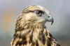 Alaska birders will converge near Gunsight Mountain April 13-15 for an annual Hawk Watch event. Look for lots of parked cars, spotting scopes and birders at the pullout near Mile 119, 5.5 mil