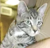 The purrrrrfect pet