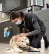 Tier 1 Primary Vet Technician Jenn Pratt attends to a client's dog. Courtesy photo