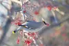 Valley bird enthusiasts are looking for local outdoor lovers and birders to join them for the National Audubon Society’s Christmas Bird Count Dec. 18. Frontiersman file photo