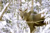 Beginning Monday, targeted moose hunts begin Monday in selected areas of Game Management Units 14A and 14B in the Mat-Su. ROBERT DeBERRY/Frontiersman.com