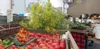This time of year means local farm stands are brimming with a variety of Alaska-grown goodness. That means more colorful and nutritious dinner plates and, especially, salad bowls. Just outsid
