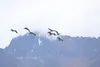 Sand Hill Cranes eat in VanderWeele Farms' fields off E. Outer Springer Loop Road Sept. 10. HEATHER A. RESZ/Frontiersman