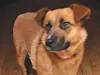 Fiona is a born hiker. To learn more, email Alaska Animal Advocates at aaarescue@Yahoo.Com or call Angie at 841-3173 Courtesy Alaska Animal Advocates