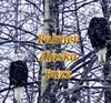 Palmer Buzz