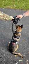 Matching a therapy dog to the individual needs of veterans in recovery is an essential component of HRT K9’s new program. Photo courtesy of HRT K9