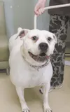 Needs a home