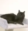 One cool cat