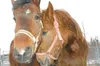 RUSSELL STIGALL/Frontiersman Mystery, left, and Willow,
2-year-old females, share a close moment at the borough animal
shelter Friday morning. The two are scheduled to go on the auction
block