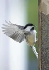 (ROBERT DeBERRY/Frontiersman) Robert DeBerry