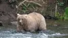 128 Grazer was crowned winner of 2023 Fat Bear Week. Courtesy of Katmai national park and preserve