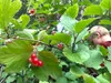 A child picks highbush cranberries behind Colony Middle School in Palmer. Amy Bushatz/For the Frontiersman