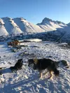 Denali and Guido take a rest break after reaching the N-S spine leading to McHugh Peak’s summit ridge.  Courtesy photo