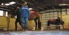 Gibby Burek and Alys Culhane, in the foreground above, work with
Fria, at Moose Creek Ranch during Mat-Su College's Practical
Horsemanship class. Instructor Katie Long, in the background with