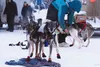 Musher Nicolas Petit, seen here preparing his dog team for the Earl Norris Memorial Sled Dog Race in January of 2015, captured the title in the Knik 200 Joe Redington Sr. Memorial sled dog ra